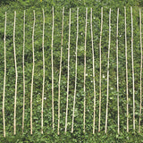 Den Making Canes 20pk